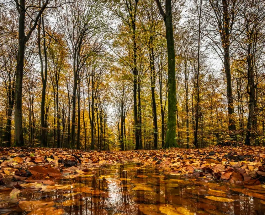 Herbst im Sachsenwald