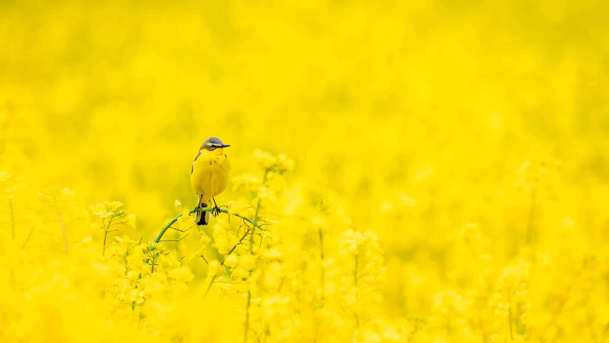 Wiesenschafstelze im gelben Rapsfeld
